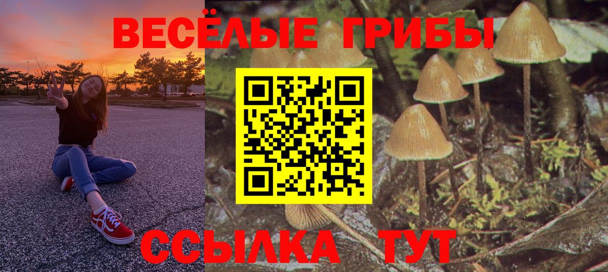 Псилоцибиновые грибы Psilocybe Рязань